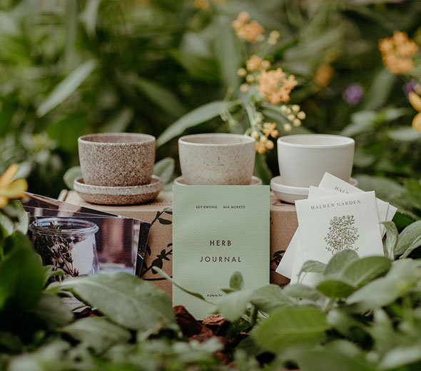 Image of tea cups in a garden